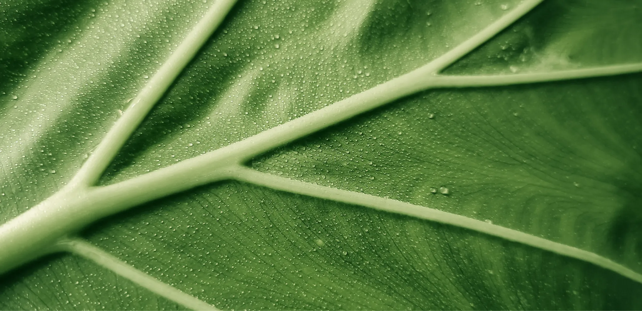 Naturaleza y ritmos biológicos